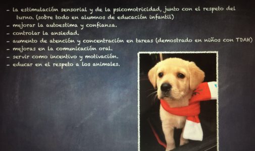 Curro, un perro en el aula