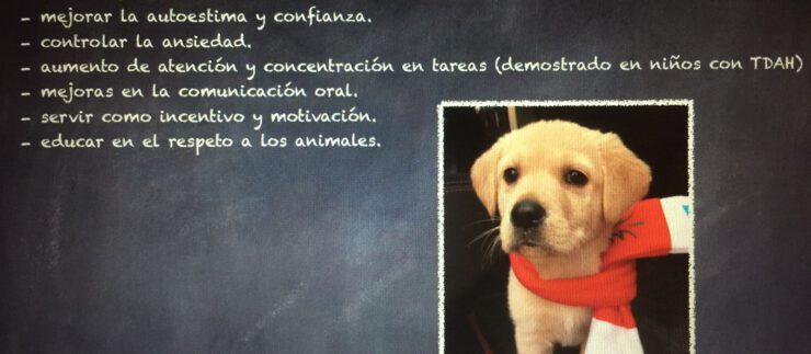 Curro, un perro en el aula